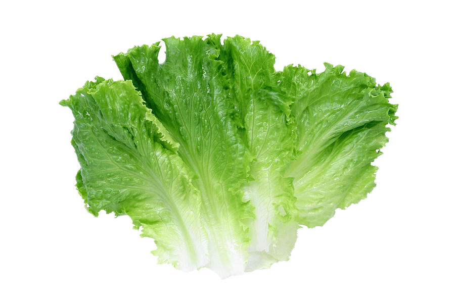 Lettuce